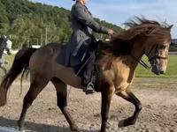 Aygır, Rocky Mountain Horse — foto 3