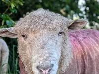 Koç, Precoce sheep — foto 7