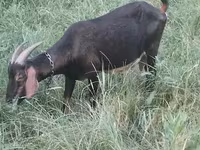 Ziege, Nubian Goat — Foto 2