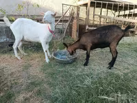 Ziege, Saanen goat — Foto 1