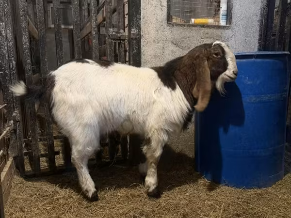 Ziegenbock, Kamori goats