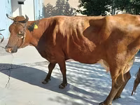 母牛, Red Estonian cattle — 照片 1