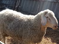 Koç, Assaf sheep — foto 2