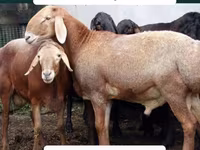 Widder, Arashan sheep — Foto 4