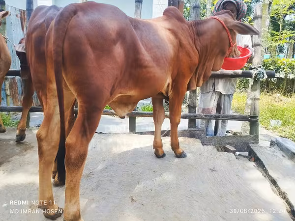 Toro, Ganado vacuno