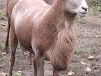 Widder, Katum sheep — Foto 6