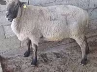 Baran, Hampshire sheep — zdjęcie 2