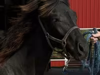 Koń, Rocky Mountain Horse — zdjęcie 8