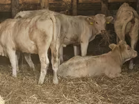 Kuh, Charolais cattle — Foto 1
