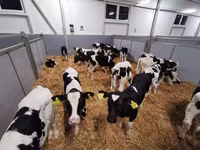 公牛, Cattle — 照片 5