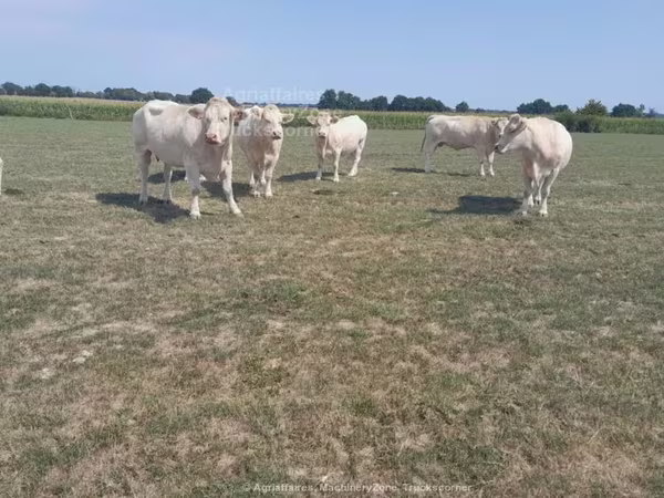 Charolais cattle