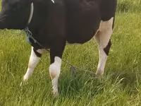 Bulle, Holstein-Rasse — Foto 1
