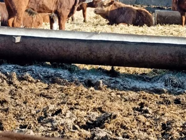 Bull, Cattle