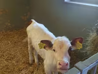 Krowa, Simmental cattle — zdjęcie 2