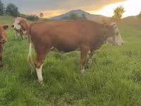 Cow, Cattle — photo 2