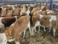 Kuh, Simmental cattle — Foto 1