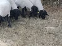 Schaf, Baerchuke sheep — Foto 2