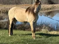Hengst, Rocky Mountain Horse — Foto 6