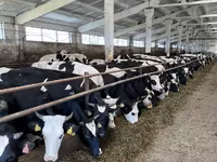 İnek, Yaroslavl cattle — foto 2