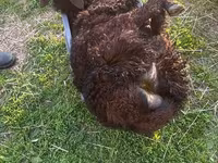 Widder, Katum sheep — Foto 6