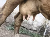 母牛, Simmental cattle — 照片 3