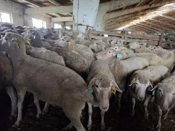 Schaf, Kuibyshev sheep