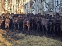 Koç, Hissar sheep — foto 5