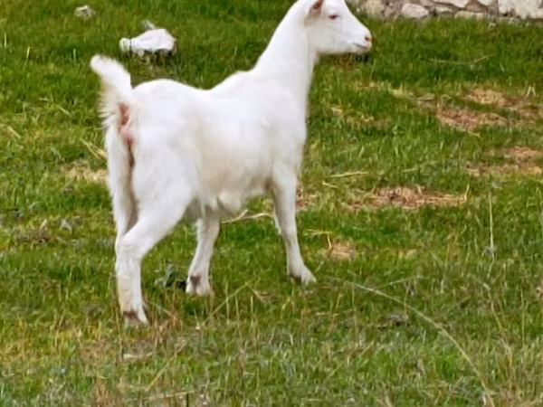 Cabra, Cabras