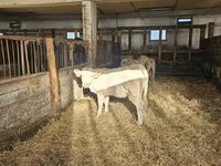 Kuh, Charolais cattle — Foto 3