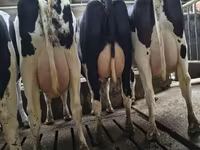 Kuh, Holstein-Rasse — Foto 3