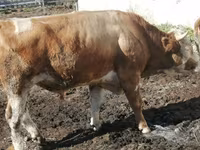 Bulle, Kasachische Weißkopfkuh — Foto 8