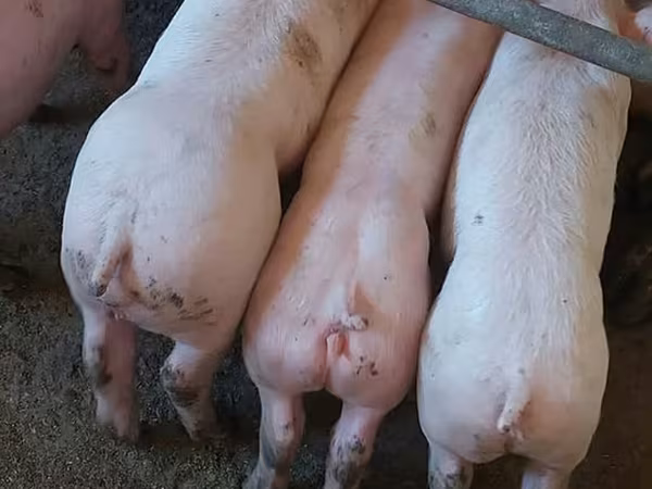 Knur, Świnie