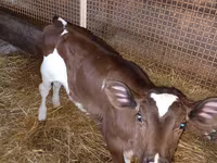 母牛, Limousin cow — 照片 4