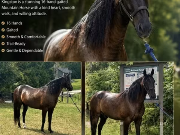 公马, French Trotter