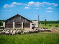 Koç, Romanov sheep — foto 3