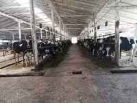 Kuh, Swiss cattle — Foto 3