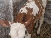 Kuh, Limousin-Kuh — Foto 1