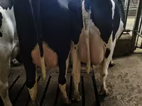 Kuh, Holstein-Rasse — Foto 6