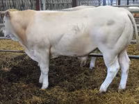 Bulle, Blonde d’Aquitane cattle — Foto 3