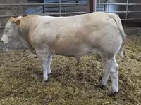 Bulle, Blonde d’Aquitane cattle — Foto 1