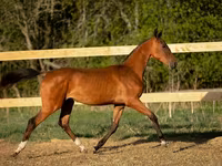 حصان, Akhal-Teke — الصورة 4