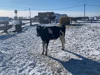 Kuh, Russian Black pied cattle — Foto 3