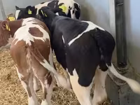 Cow, Cattle — photo 3