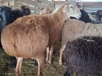 Widder, Arashan sheep — Foto 3