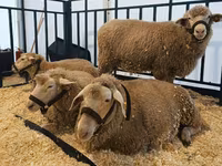 Schaf, Kuibyshev sheep — Foto 3