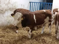 ثور, Simmental cattle — الصورة 1