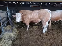 Bulle, Blonde d’Aquitane cattle — Foto 4