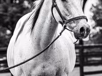Koń, National Show Horse — zdjęcie 4