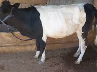 Vaca, Ganado vacuno — foto 1