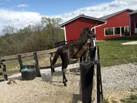 Koń, Rocky Mountain Horse — zdjęcie 7